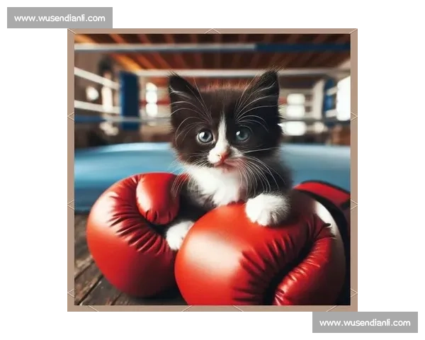 拳击与自由搏击规则差异实力对抗与实战价值深度解析全面比较发展